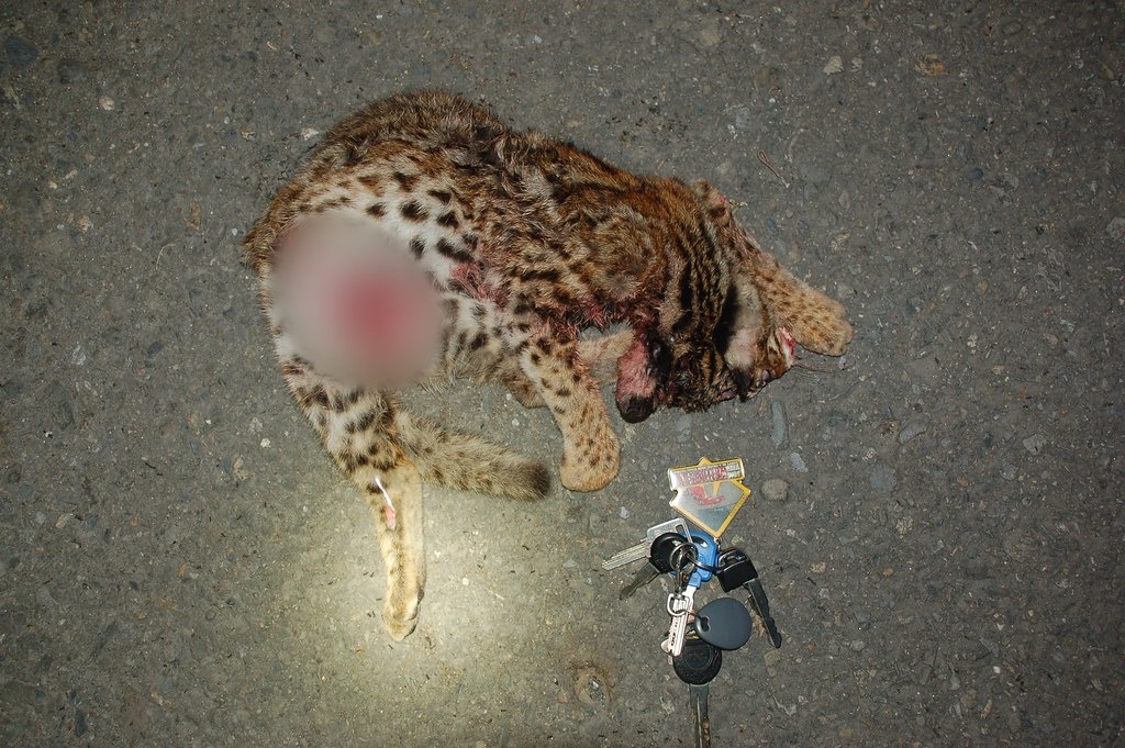 六月份南投集集再傳石虎路殺，一隻幼體公石虎遭撞擊碾壓死亡。圖片提供：路殺社（CC BY 4.0 徐菀佐攝）。