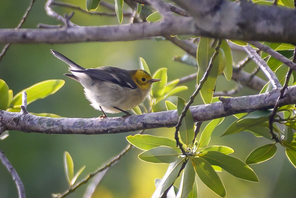 黃臉林鶯求偶的鳴唱聲有固定的歌曲型，捍衛領域時的歌曲型則複雜多樣。照片來源：Becky Matsubara（CC BY 2.0）