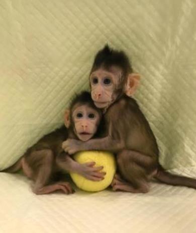 中國科學家利用1996年成功複製桃莉羊的技術，第一次成功複製出兩隻獼猴 – 中中和華華。來源:CNN