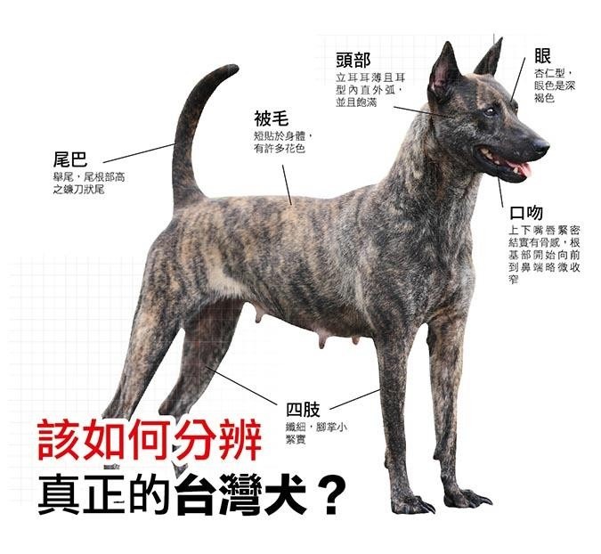 該如何分辨真正的台灣犬？哈寵誌/提供