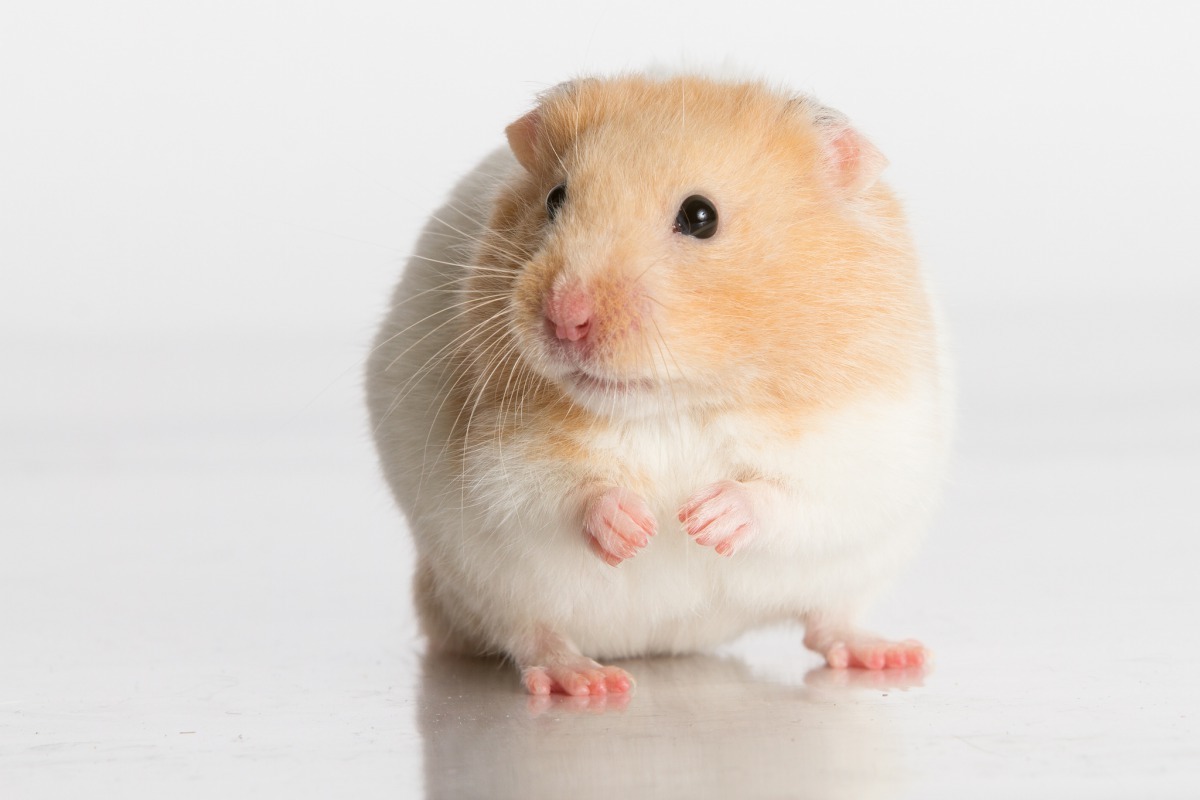 對美國大學生奧黛考西亞來說,她養的寵物倉鼠派伯斯是她的心靈寄託,也是擁有醫生證明的「情緒支持動物」。 Photo: The.Rohit