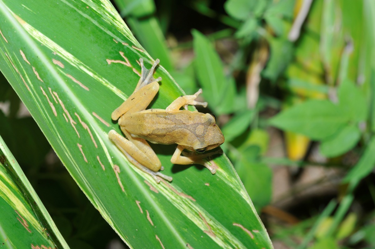 「斑腿樹蛙」為中大型蛙類，背部褐色有縱條紋、斑點、「X」或「又」字型花紋，大腿及股部內側有細碎黃色斑點。新北市農業局/提供