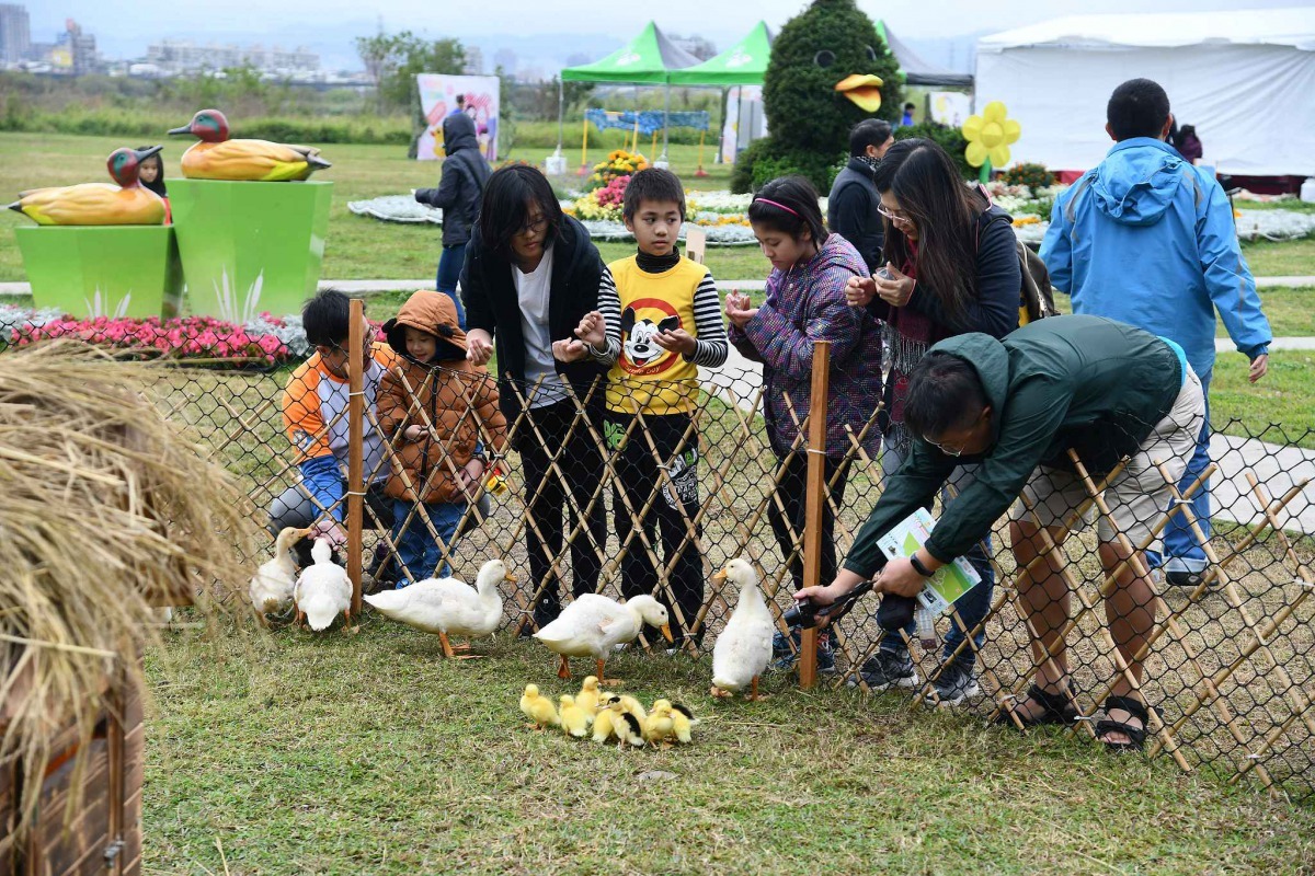 新北市三重鴨鴨公園內的鴨小寶生態園讓小朋友體驗餵小鴨，了解小鴨生態。新北市政府/提供