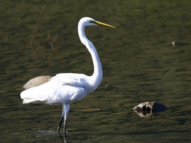 大白鷺。臺北市工務局水利處/提供
