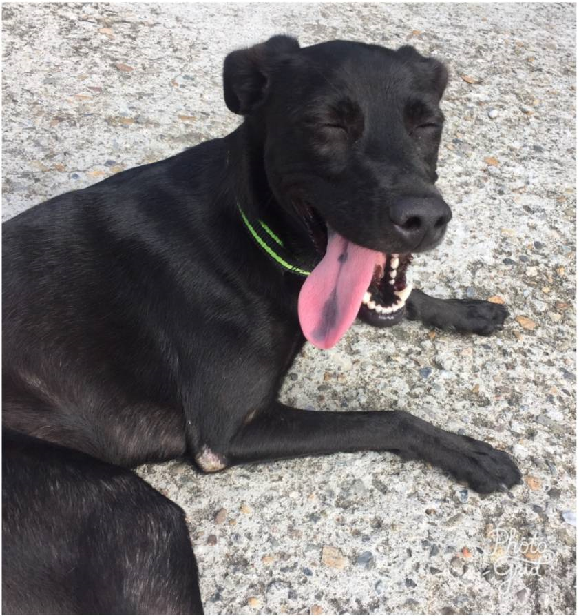 五股動物之家的志工們在臉書上接力發文寫下「BiBi」的故事。新北市動保處/提供