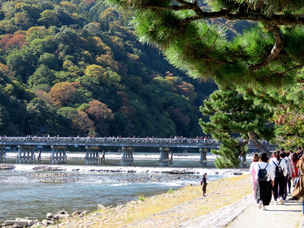 京都嵐山是熱門旅遊景點，渡月橋附近更是聚滿人潮。