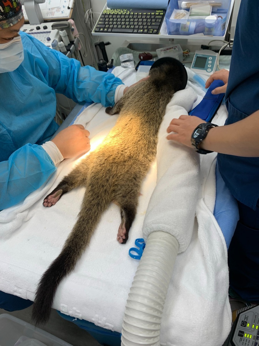 王艷飼養的果子狸千千送往動物醫院結紮，以避免發情期的困擾。圖／王艷提供