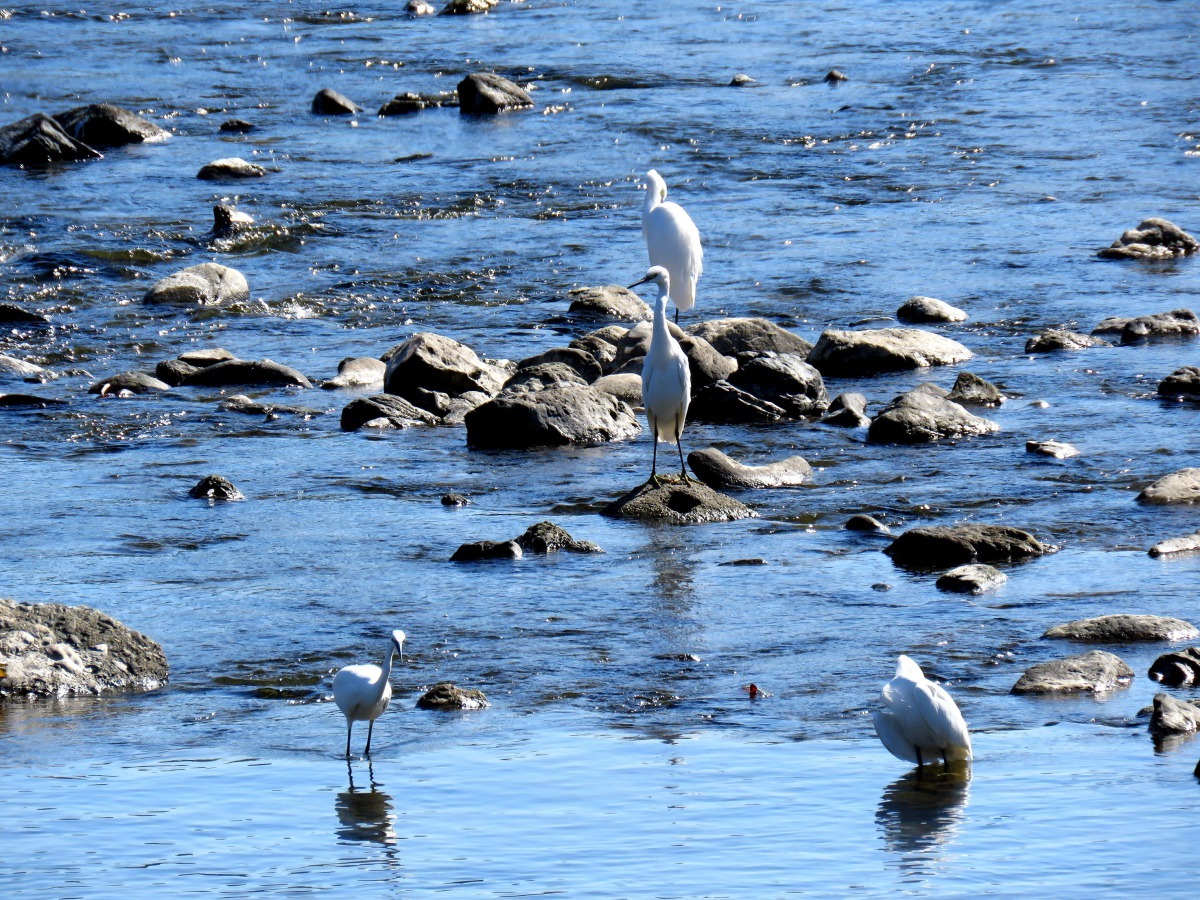 在渡月橋隨處可看見水面伺機獵捕魚蝦的水鳥。高維奇／攝