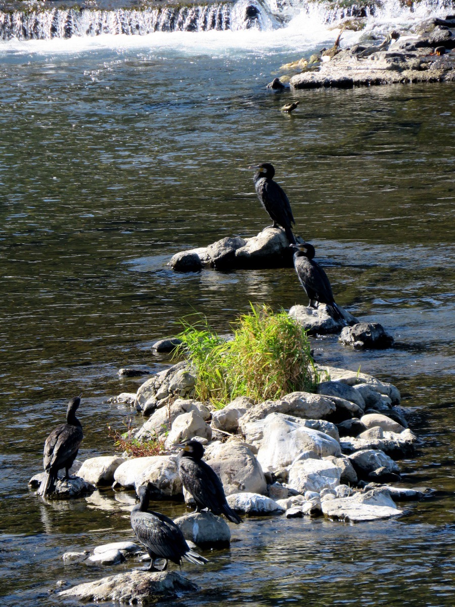攔河堰下游一群水鳥在捕魚。高維奇／攝