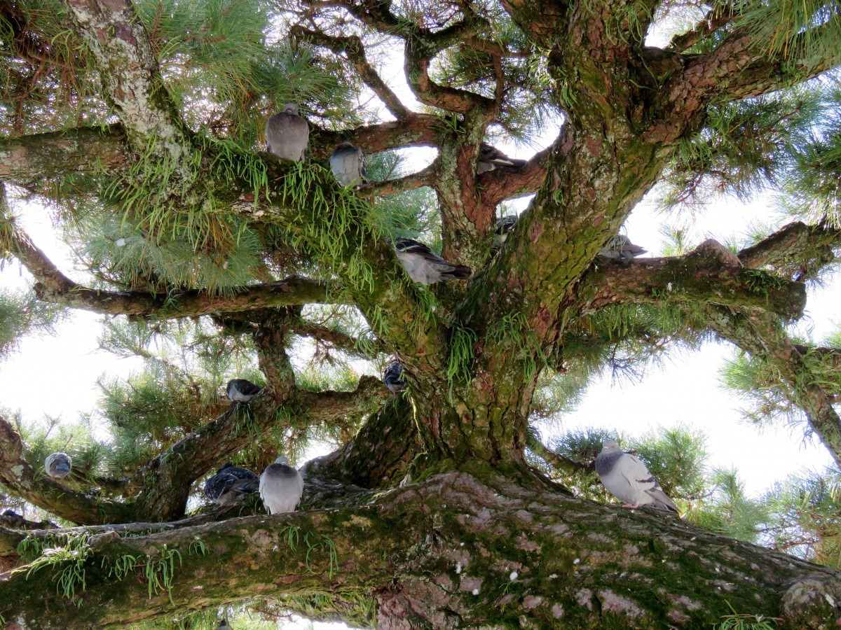 遊客眾多吸引野鴿，棲息在百年老松。高維奇／攝