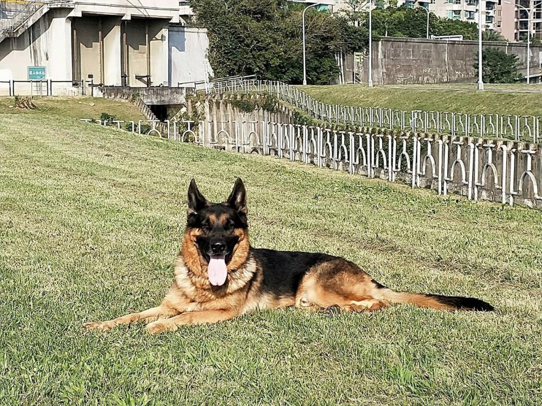 北市搜救犬Humble退休，開放寄養申請中。臺北市消防局/提供