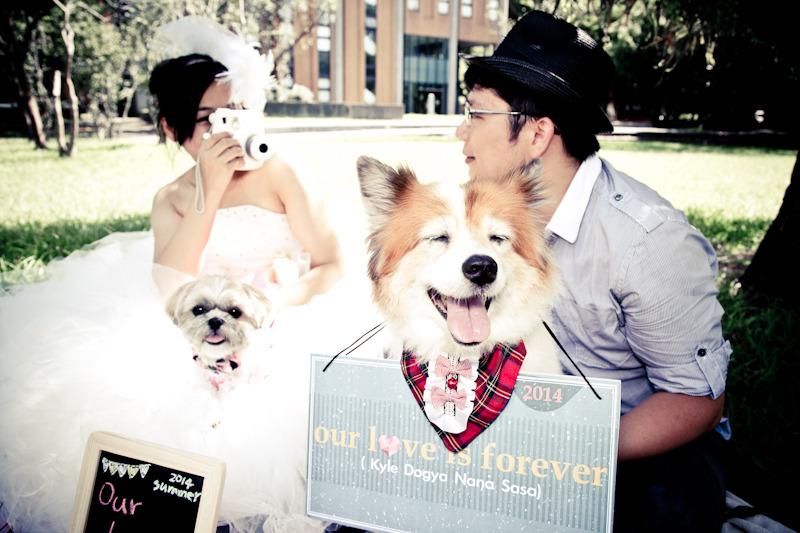 2015年與癌末米克斯老犬娜娜一同拍攝婚紗照紀念。圖／沃夫映像／娜莎連線授權提供，未經同意禁止任意翻攝拷貝。