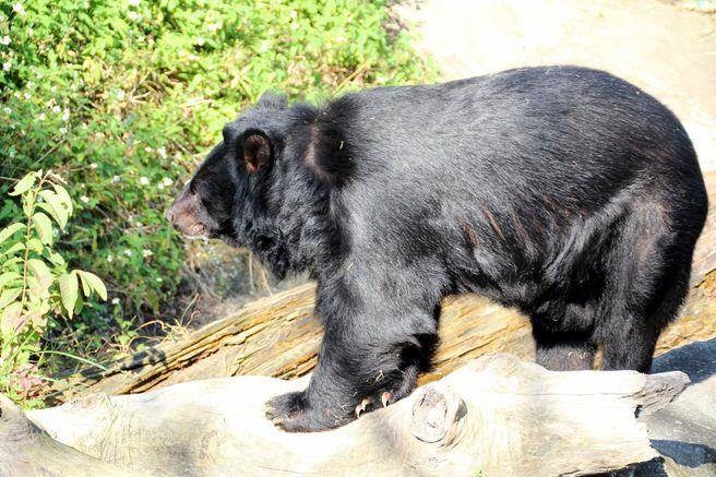 台灣黑熊廣受台灣民眾喜愛，許多吉祥物都以黑熊為藍本。台灣動物新聞網資料畫面 台北市立動物園/提供