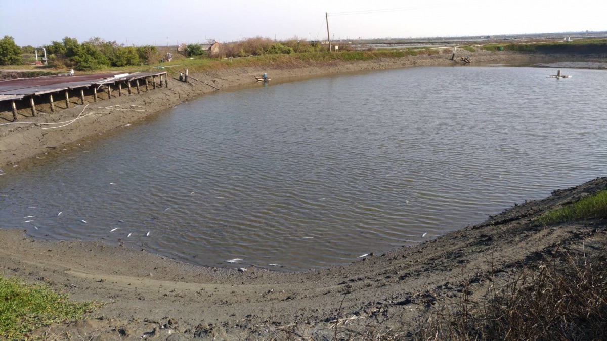 虱目魚不適合在冬季養殖，寒流來襲時容易遭凍昏。漁業署/提供