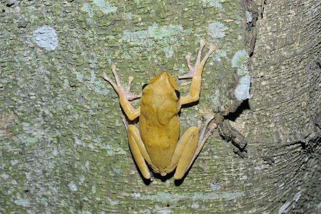 外來種「斑腿樹蛙」近年來侵入台灣嚴重威脅本土樹蛙族群。新北市農業局/提供