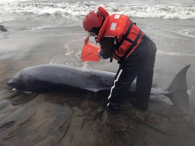 海巡人員搶救金山青年活動中心擱淺抹香鯨。岸巡二總隊/提供