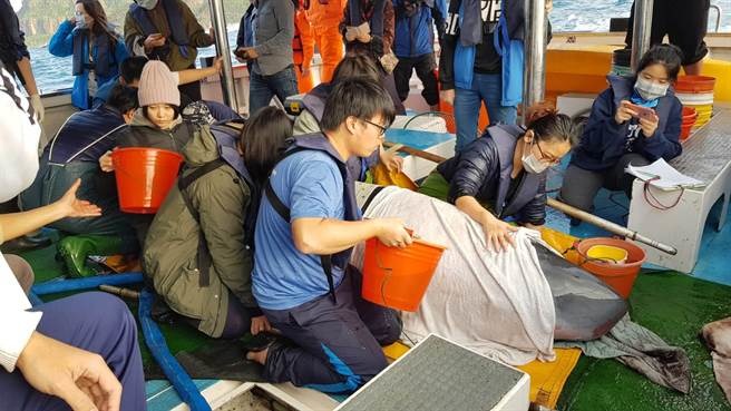 小抹香鯨「關關」被送往基隆碧砂漁港，由娛樂漁船鉅隆號載出海，最後在金山萬里外海約100米深海域成功野放。基隆市政府/提供