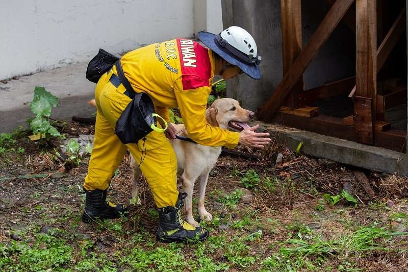 搜救犬需要臨危不亂的特質，尤其要不害怕踏入危險災區。屏東縣政府消防局/提供