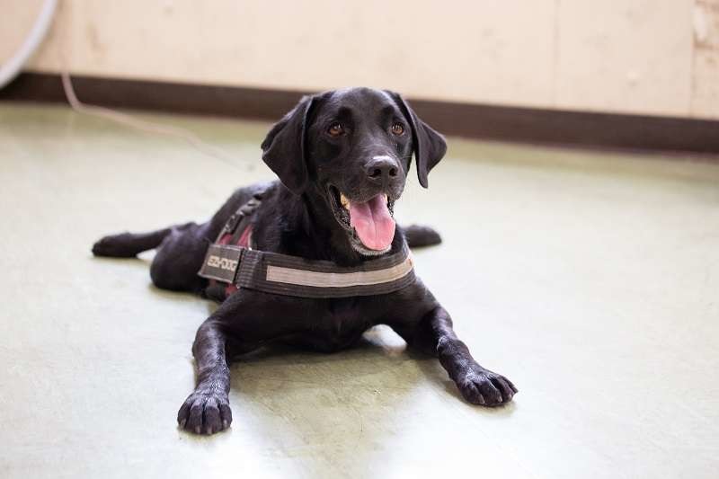 屏東縣政府消防局目前培育出 5 隻有著國際認證的搜救犬，搜救能力在國際上也頗負盛名。屏東縣政府消防局/提供