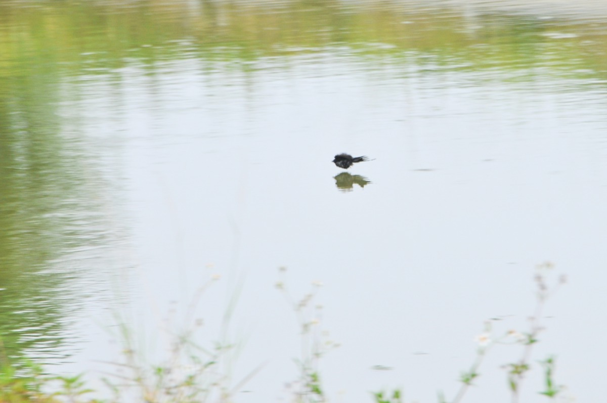 中央公園最近悄悄出現多種鳥類在池上掠水、啄食的畫面,最常看見喜鵲、八哥停駐樹木上鳴叫。台中市政府建設局/提供