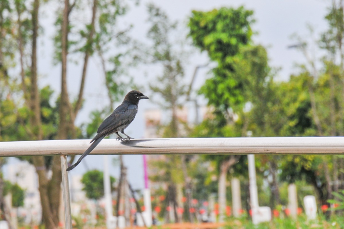 水湳中央公園生態圈成形 中市府規劃主題步道串連多元棲地。台中市政府建設局/提供