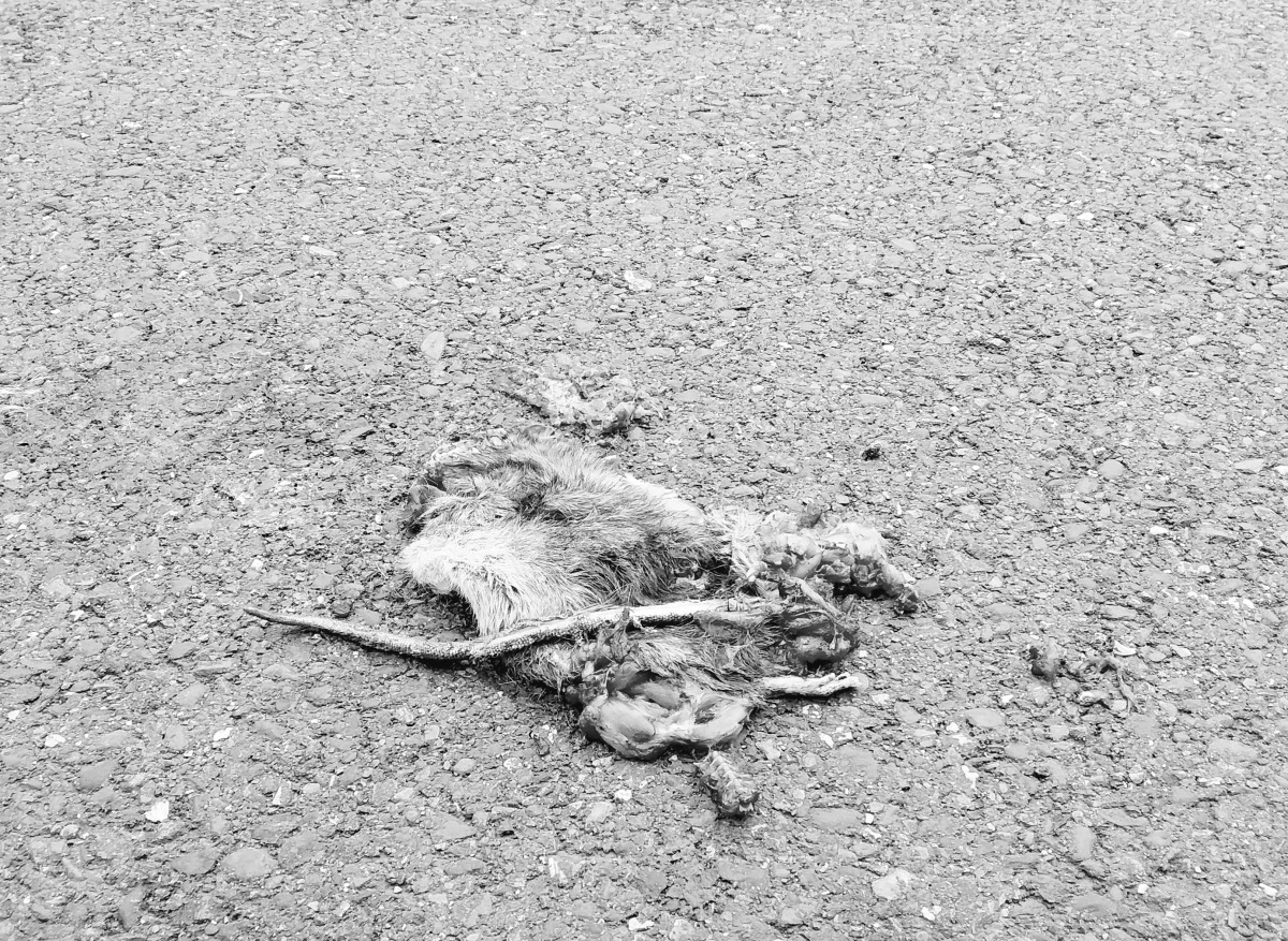 老鼠食用毒餌後穿越道路被車壓死。高維奇／攝
