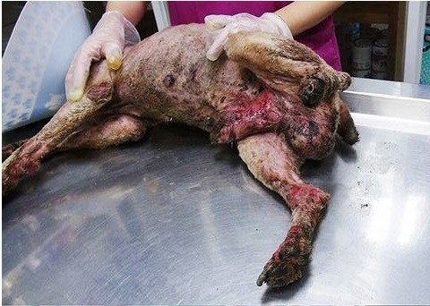 雪納瑞被送進醫院時，傷勢嚴重，尤其生殖器官嚴重潰爛。高雄市關懷流浪動物協會/提供