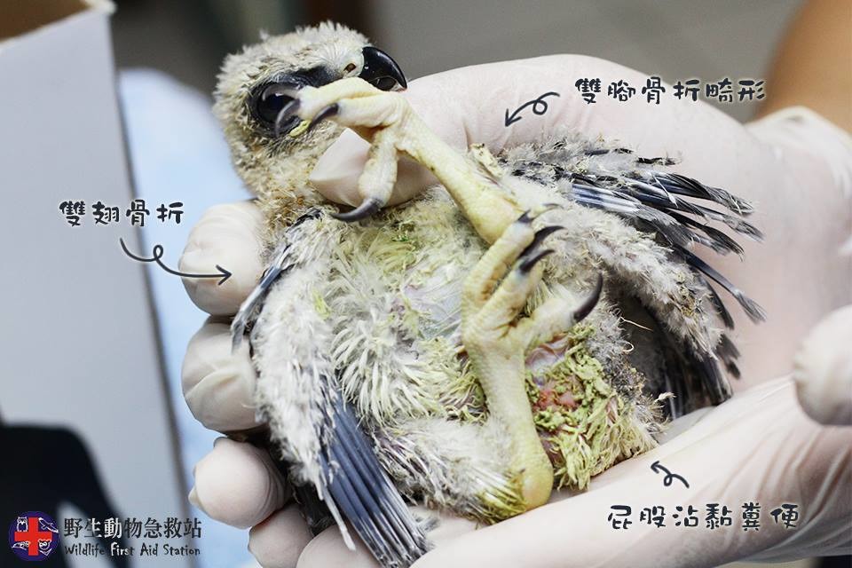 黑翅鳶雛鳥因不當餵食，罹患嚴重的代謝性骨病，身上多處骨折，屁股沾黏糞便。野生動物急救站/提供