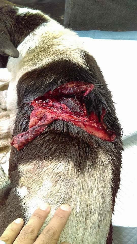 浪浪被砍的傷勢非常嚴重。林子涵/提供