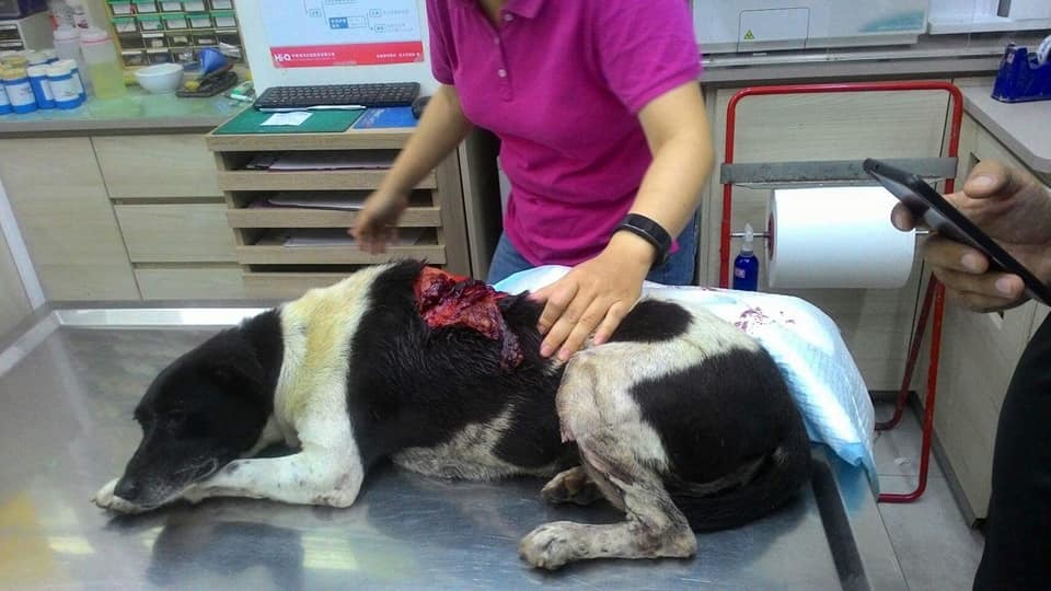 浪浪目前在成愛動物醫院接受治療。林子涵/提供