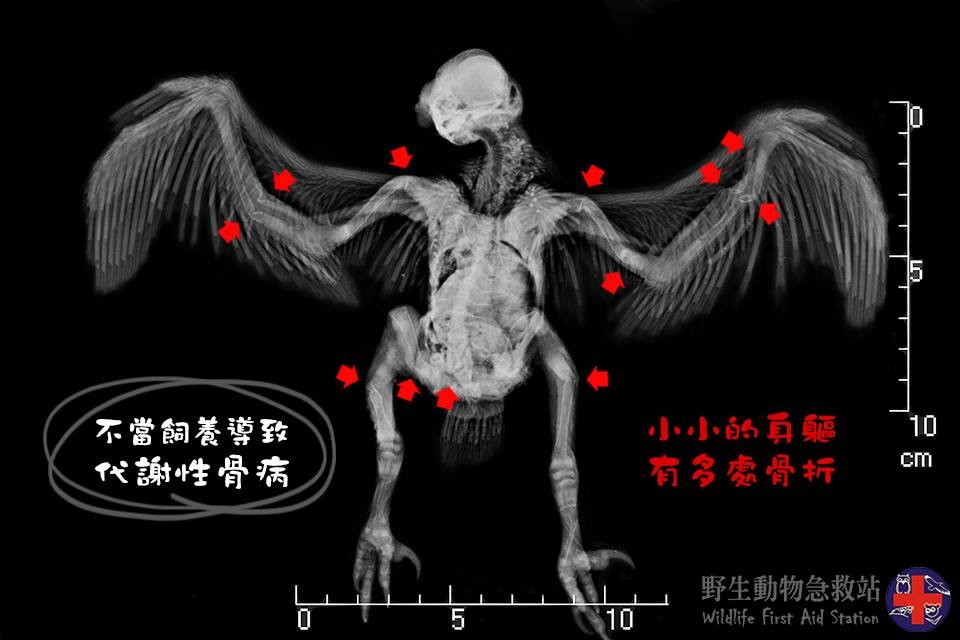 X光片上每一個紅色箭頭，就是一處骨折。野生動物急救站/提供