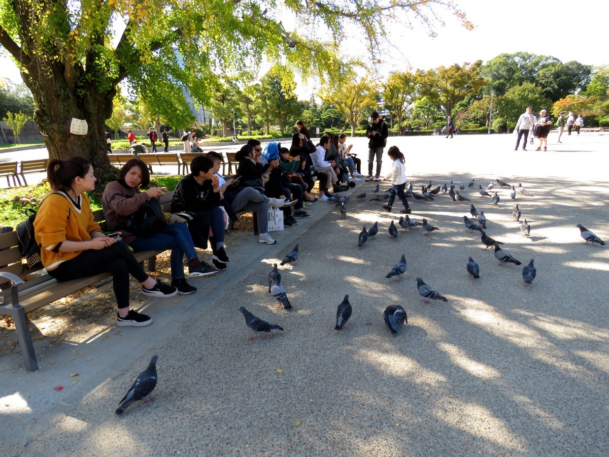 景點因遊客餵養而聚集鴿群，圖為日本大阪城公園的鴿群。高維奇／攝