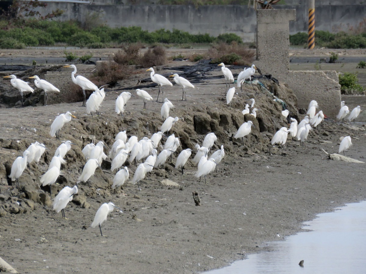 養殖池水中殘留的魚蝦貝類及昆蟲吸引南下度冬候鳥群覓食。高維奇/攝