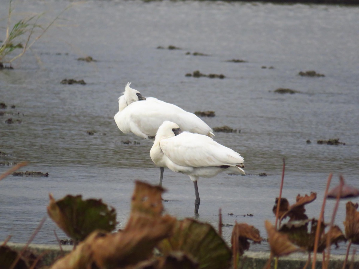 黑面琵鷺現身新北金山地區，吸引愛鳥民眾前往。新北市動保處/提供