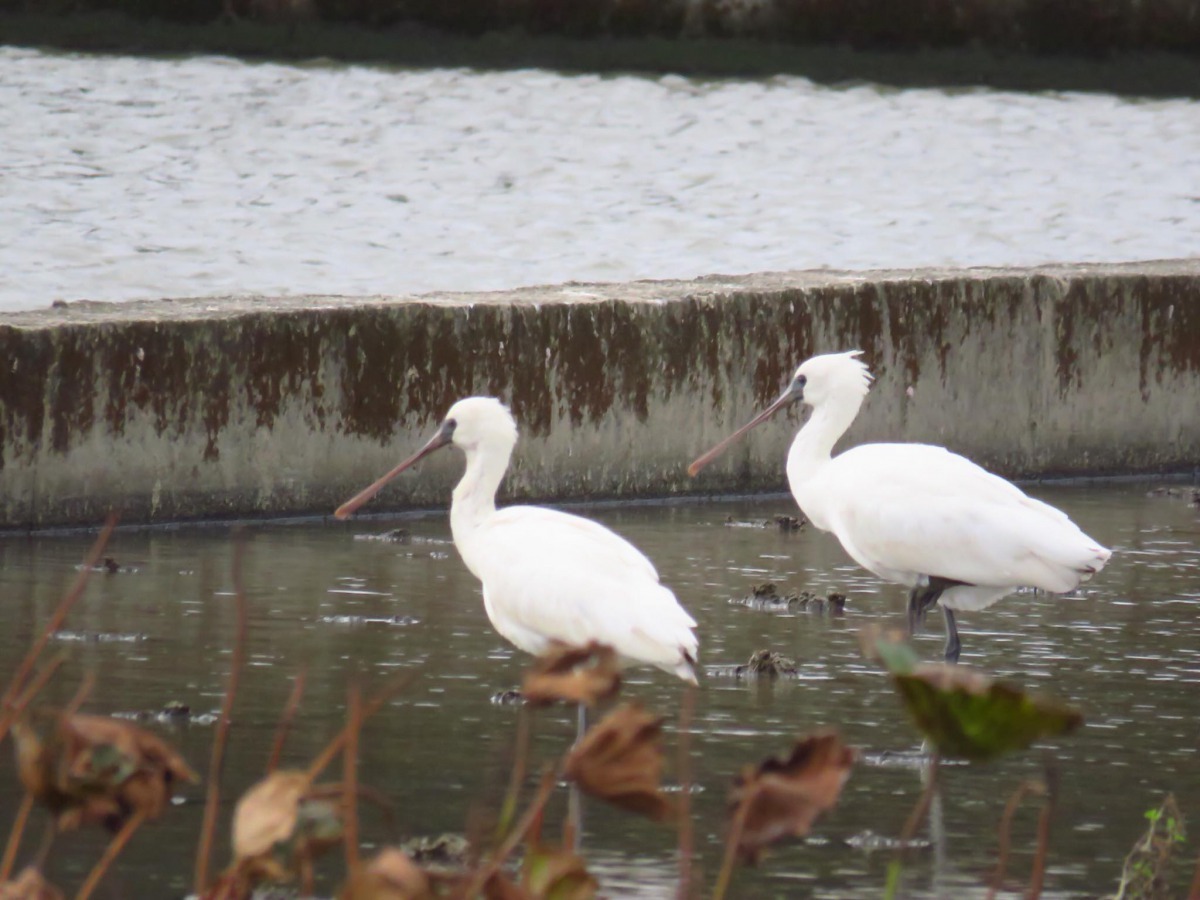新北市金山區清水濕地有民眾發現黑面琵鷺現身，停留時間已逾兩個禮拜，是歷年停留時間最長的一次。   新北市動保處/提供