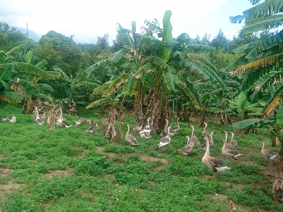 「鵝媽媽有機農場」的家禽採野放飼養方式，吃天然食物，例如鵝就喜歡吃香蕉葉。圖／徐玲玲提供