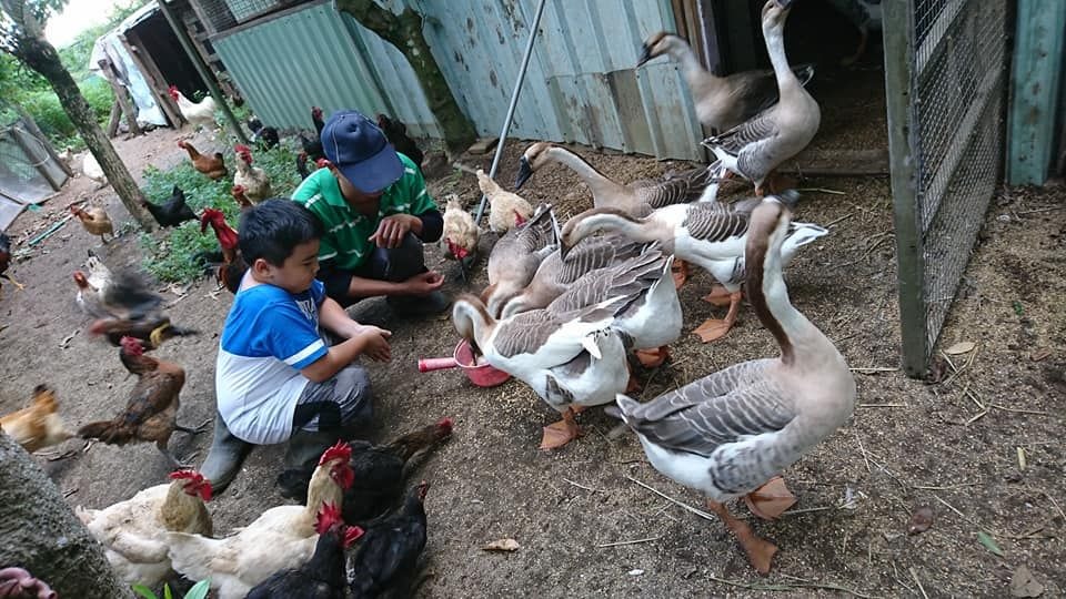 來訪的小孩與家禽互動,歡樂無限。圖/徐玲玲提供