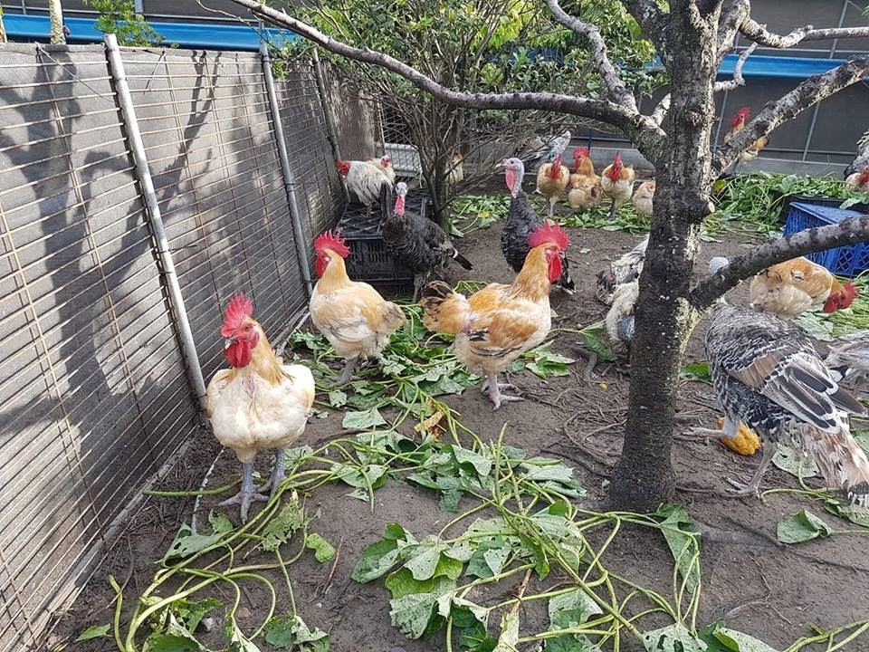 農場的雞食用殘餘農產品，物資一點都不浪費。圖／徐玲玲提供