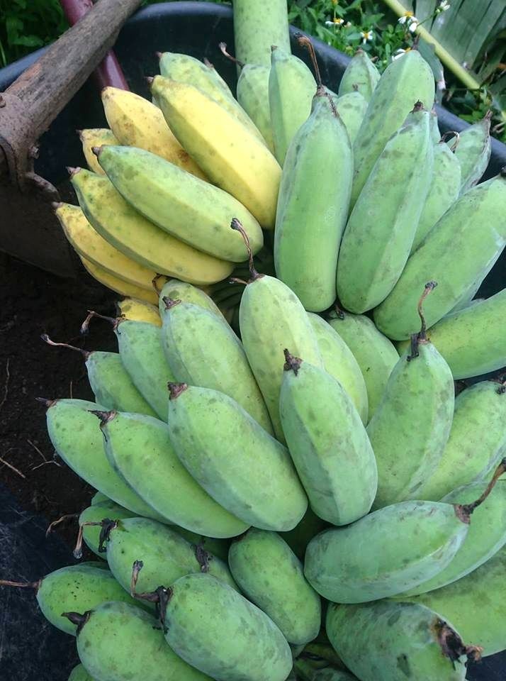 農場栽培的有機香蕉。圖／徐玲玲提供