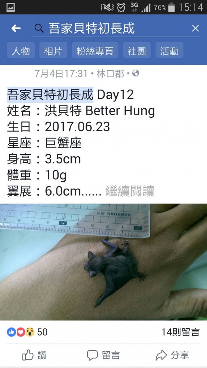 洪偉銘以「吾家貝特初長成」在臉書逐日記錄幼蝠的成長點滴。雨林/翻攝自臉書