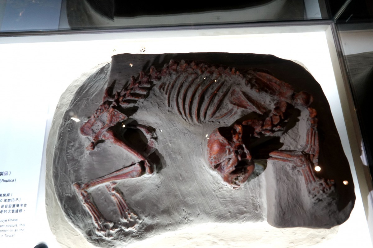 南科考古隊挖掘出的狗墓葬骨骸。高維奇/攝