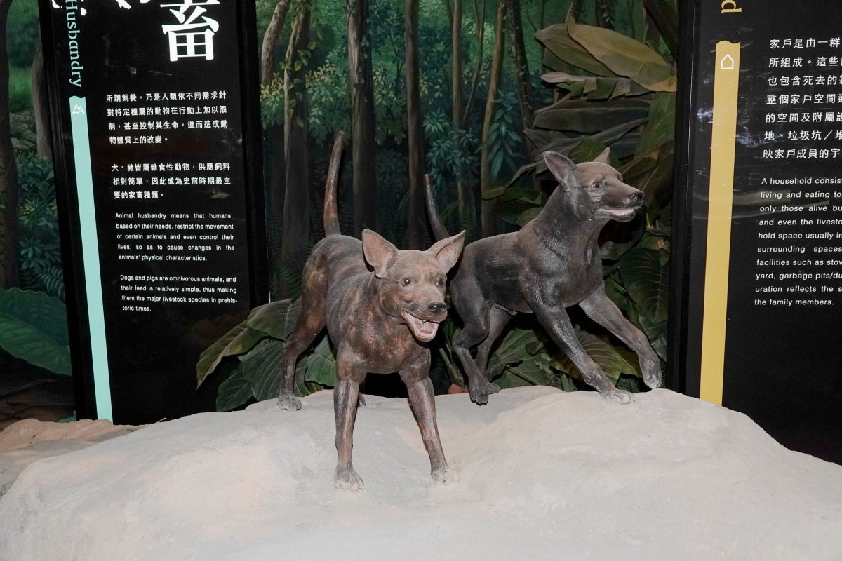 狗在古代屬五畜之一，後來搖身成為人類忠實的朋友。高維奇／攝