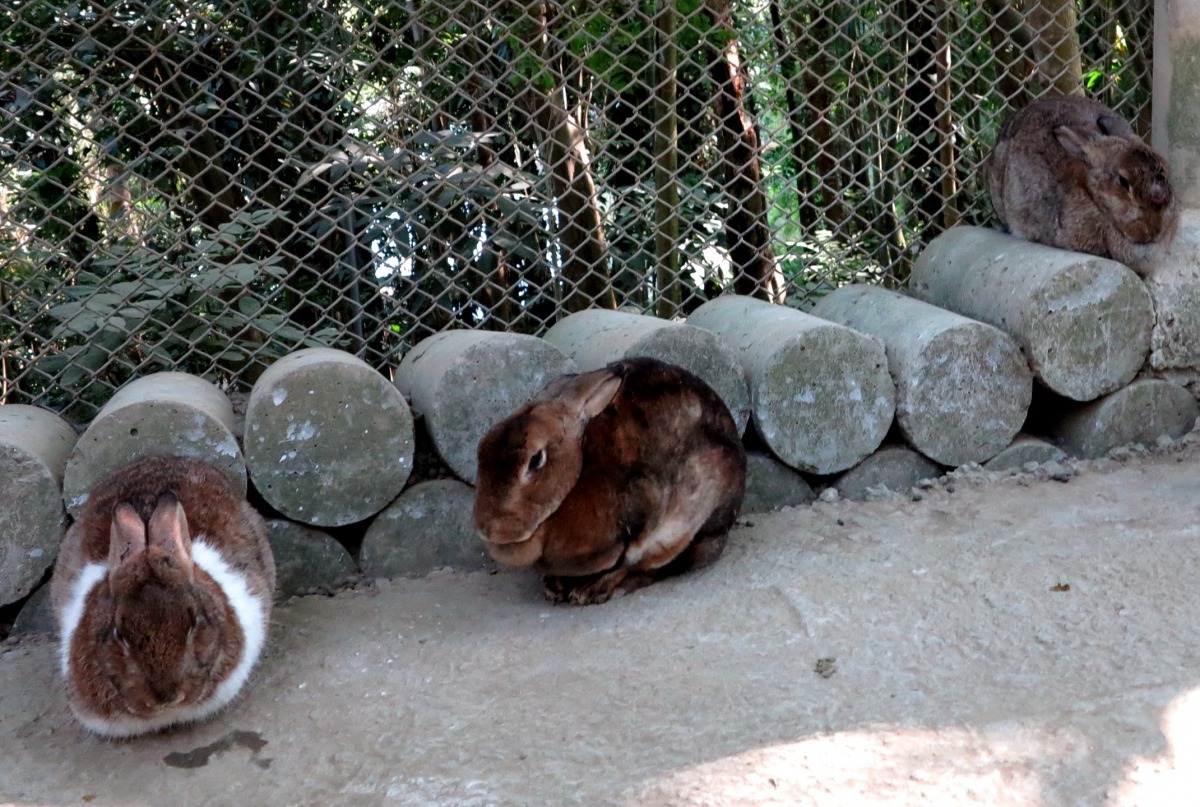 休閒農場的兔子大都養在飼籠中。高維奇／攝