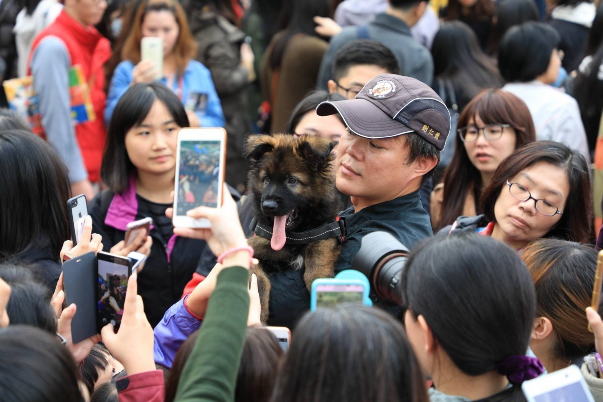 10月份出生的小狼犬兄妹檔初登台亮相，被粉絲們團團圍住搶拍，場面完全不會輸給大明星。新北市警犬隊/提供