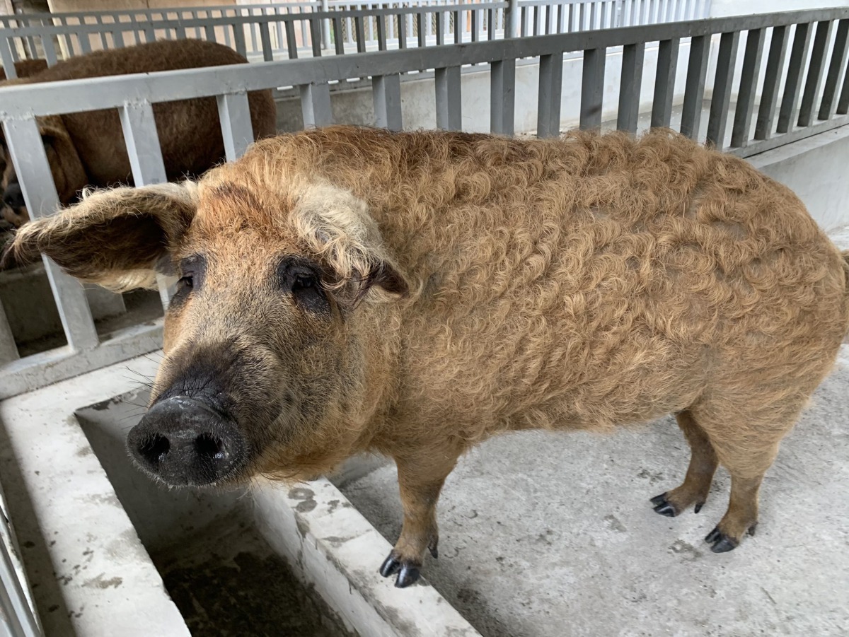 綿羊豬身上長滿著鬈毛看似綿羊。圖／頑皮世界動物園提供