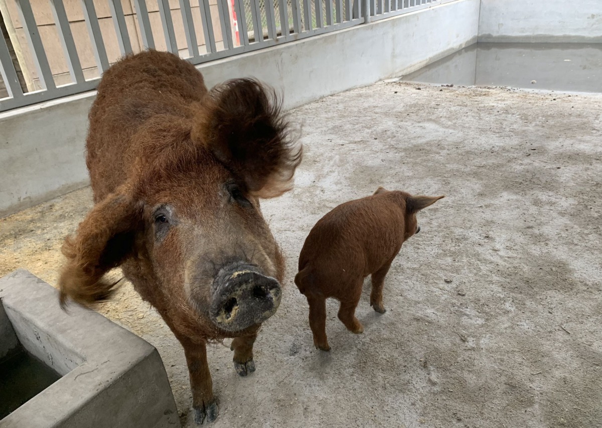 類似綿羊的鬈毛，很快就吸引遊客好奇的眼神。圖／頑皮世界動物園提供
