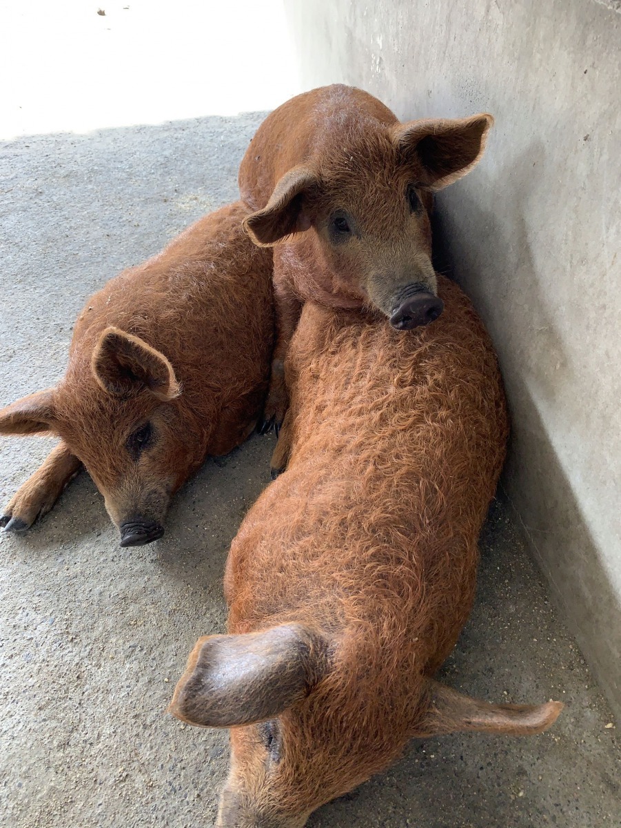 頑皮世界動物園的綿羊豬自匈牙利引進。圖／頑皮世界動物園提供