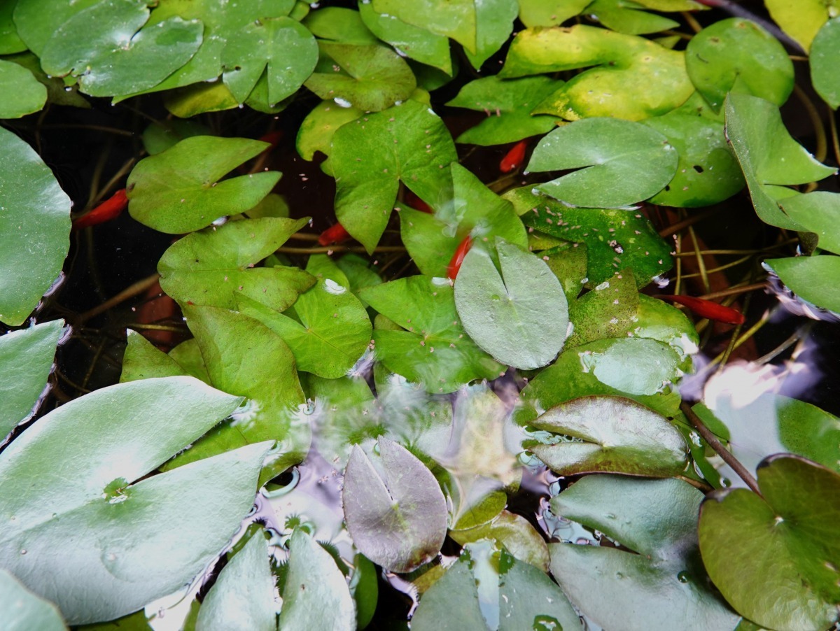 小水缸中的水草和觀賞魚依附共生。高維奇／攝