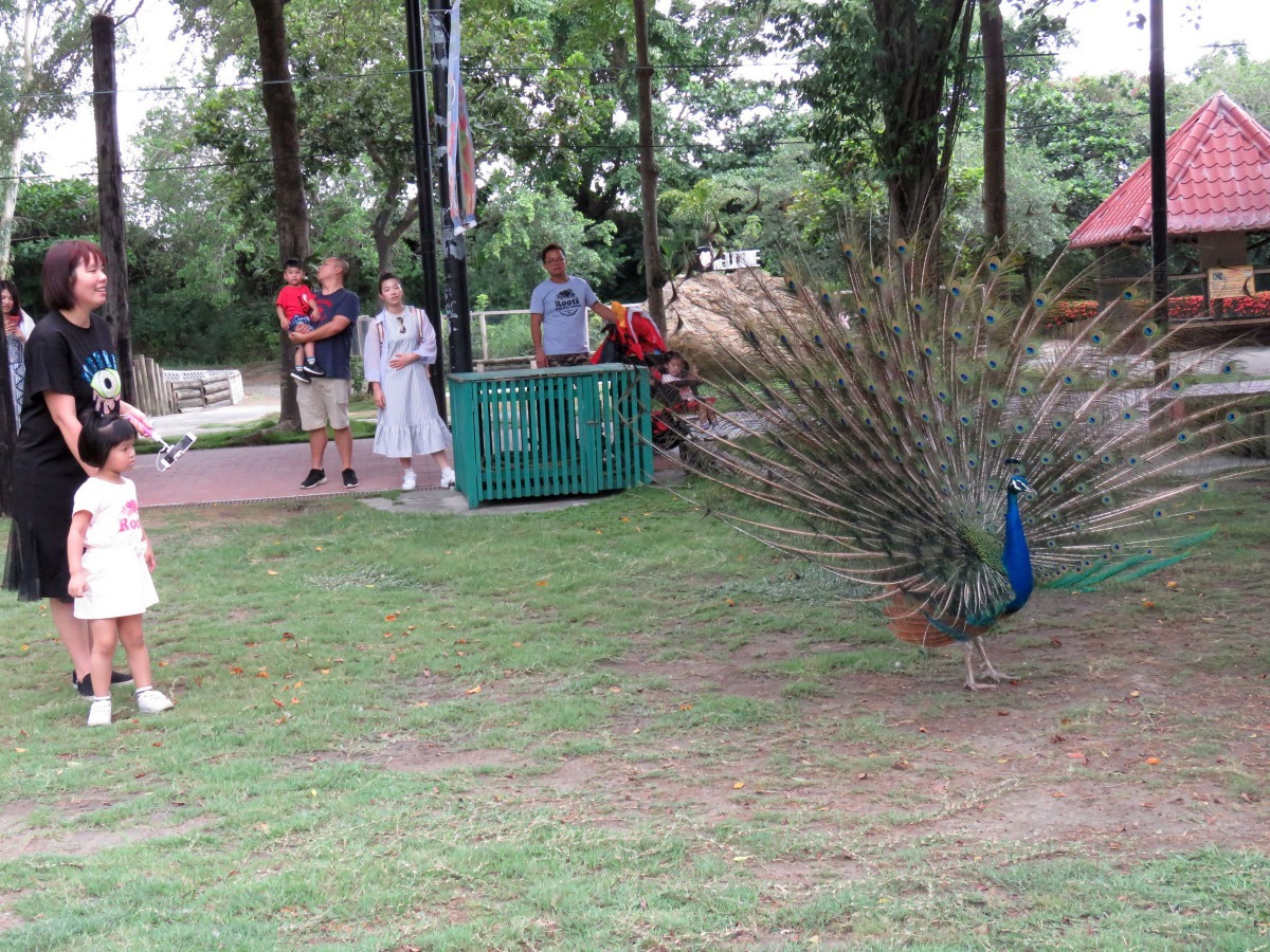 頑皮世界動物園採半開放式觀賞，讓遊客與動物們間的距離更靠近。高維奇／攝