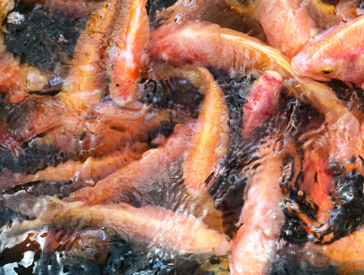 魚菜共生農法飼養的魚。圖／張玉蓮提供